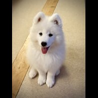 Samoyed - Both