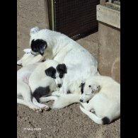 Mixed Breed - Both