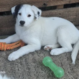 Border Collie - Both