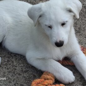 Samoyed - Both