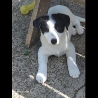 Mixed Breed - Both