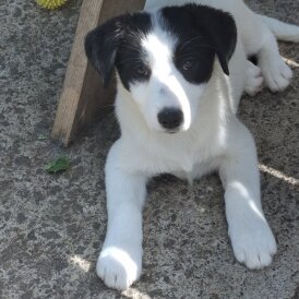 Border Collie - Both