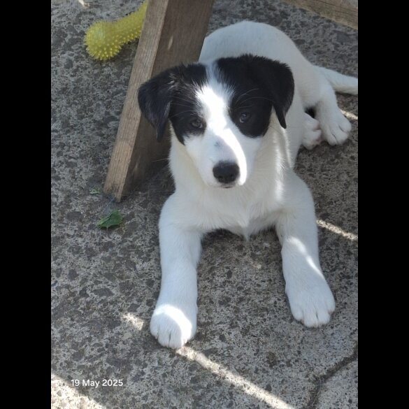 Mixed Breed - Both