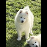 Samoyed - Both