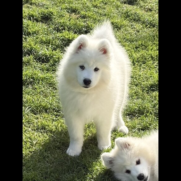 Samoyed - Both