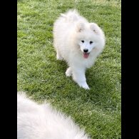 Samoyed - Both