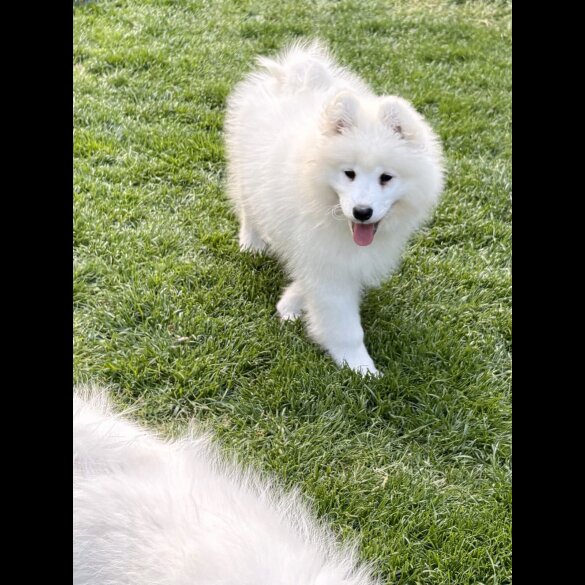 Samoyed - Both