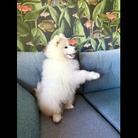 Samoyed - Both