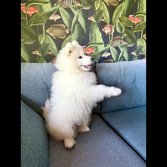 Samoyed - Both