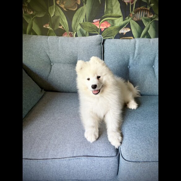 Samoyed - Both