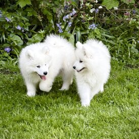 Samoyed - Both