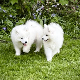 Samoyed - Both