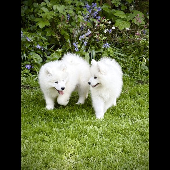 Samoyed - Both