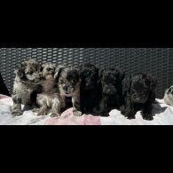 Schnoodle - Both
