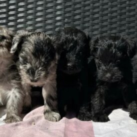 Schnoodle - Both