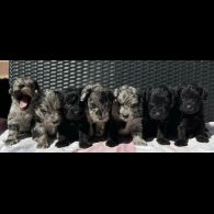 Schnoodle - Both