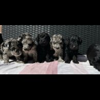 Schnoodle - Both