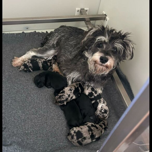 Schnoodle - Both