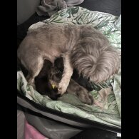 Mixed Breed - Both