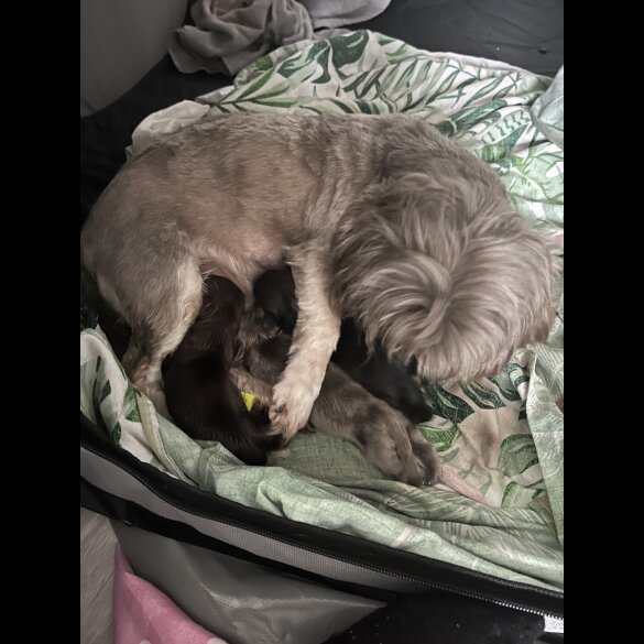Mixed Breed - Both