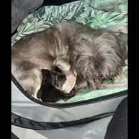 Mixed Breed - Both