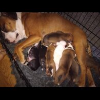 Staffordshire Bull Terrier - Both