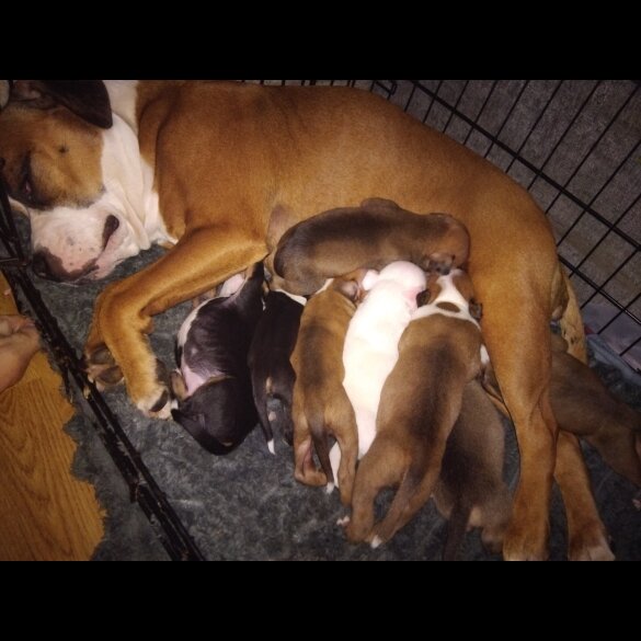 Staffordshire Bull Terrier - Both
