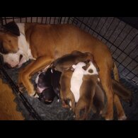Staffordshire Bull Terrier - Both
