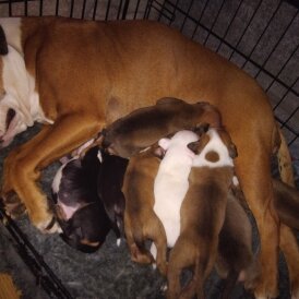 Staffordshire Bull Terrier - Both
