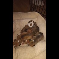 Staffordshire Bull Terrier - Both