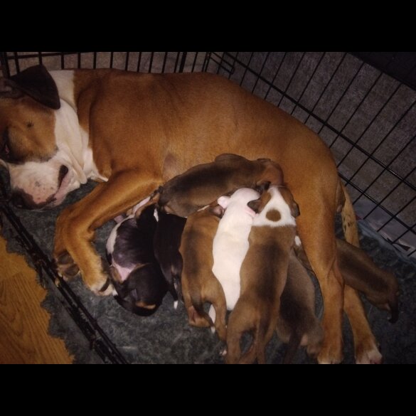 Staffordshire Bull Terrier - Both