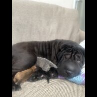 Shar Pei - Bitches