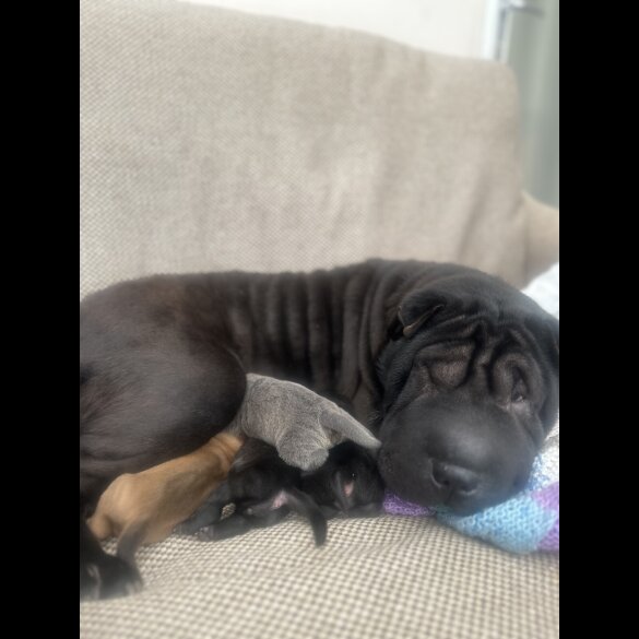 Shar Pei - Bitches