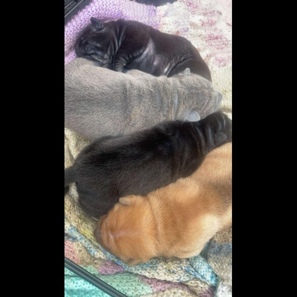 Shar Pei - Bitches