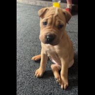 Shar Pei - Bitches