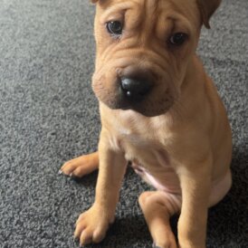 Shar Pei - Bitches