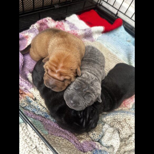 Shar Pei - Bitches