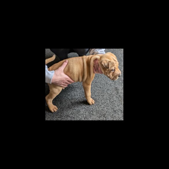 Shar Pei - Bitches