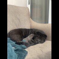 Shar Pei - Bitches