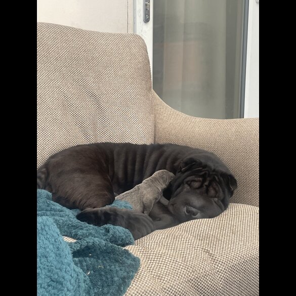Shar Pei - Bitches