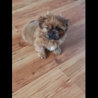 Shih Tzu - Dogs