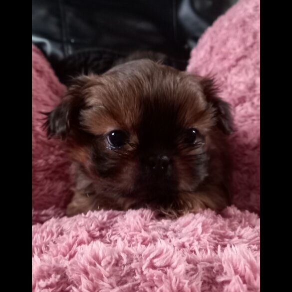 Shih Tzu - Dogs