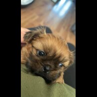 Shih Tzu - Dogs