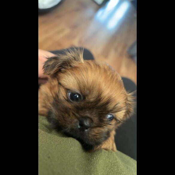 Shih Tzu - Dogs