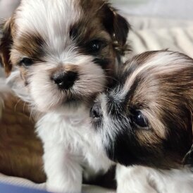 Shih Tzu - Both