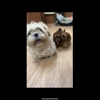 Shihpoo - Dogs
