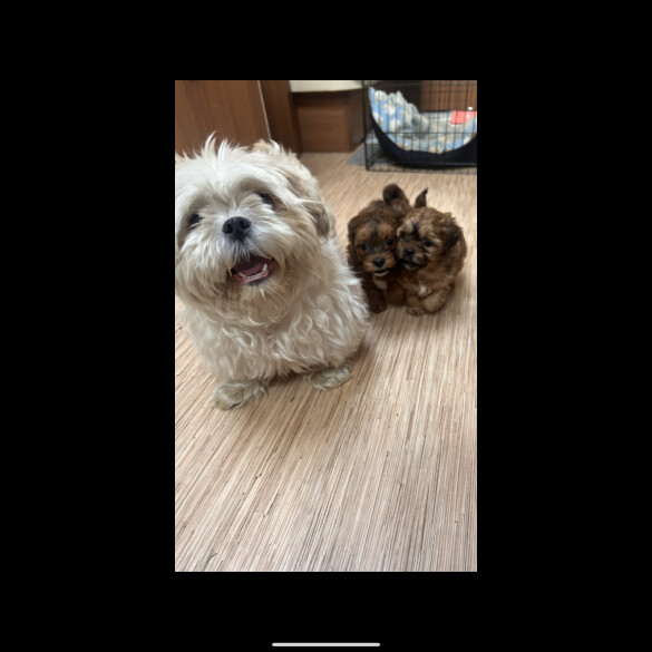 Shihpoo - Dogs