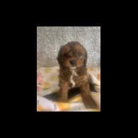 Shihpoo - Dogs