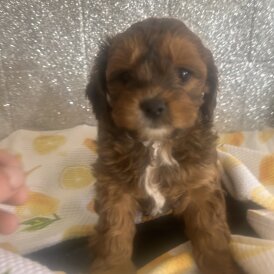 Shihpoo - Dogs