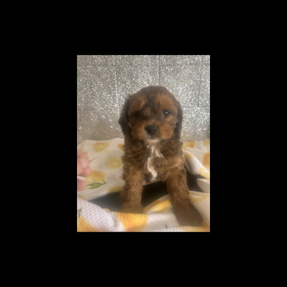 Shihpoo - Dogs